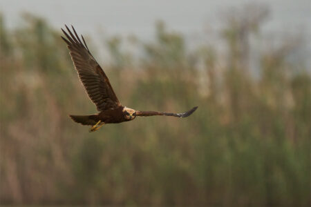 Western marsh harrier