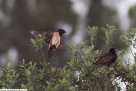 Rosy starling