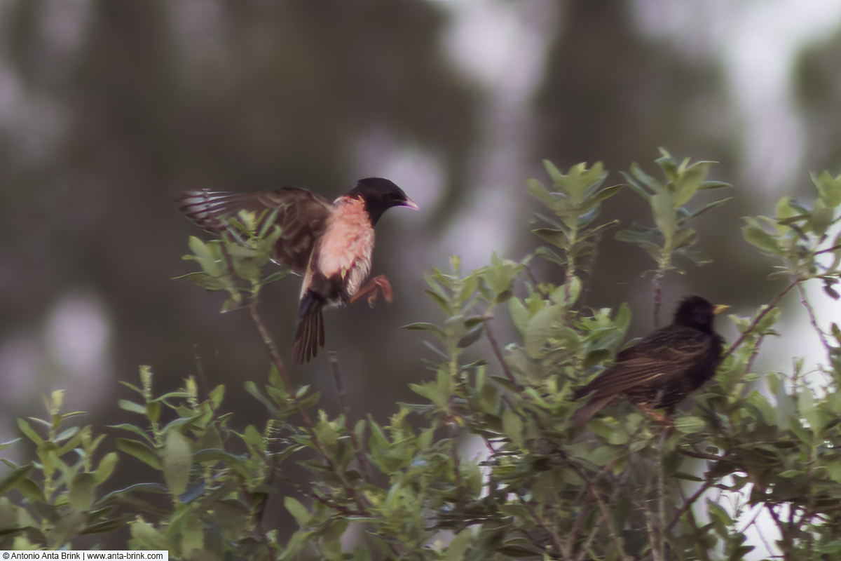 Rosy starling, Sturnus roseus, Rosenstar 