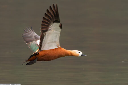 Ruddy Shelduck