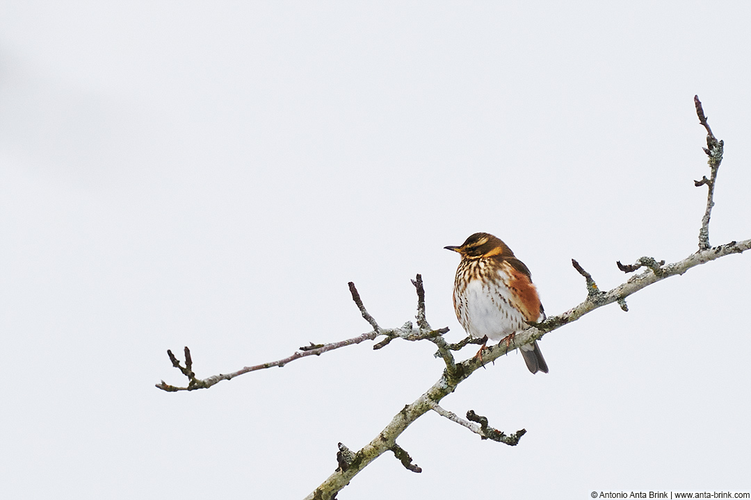 Redwing, Turdus iliacus, Rotdrossel