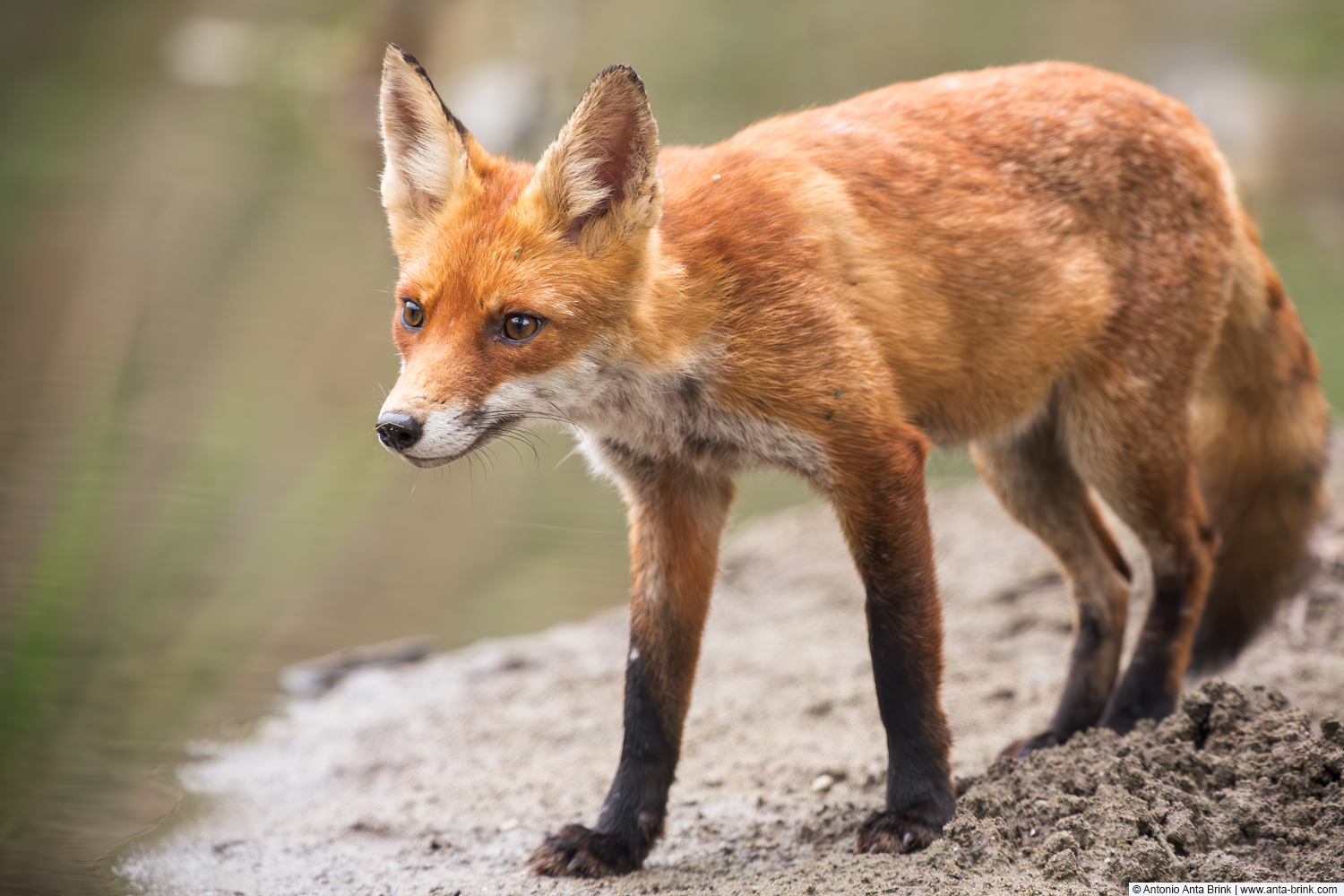 Red fox, Vulpes vulpes, Rotfuchs