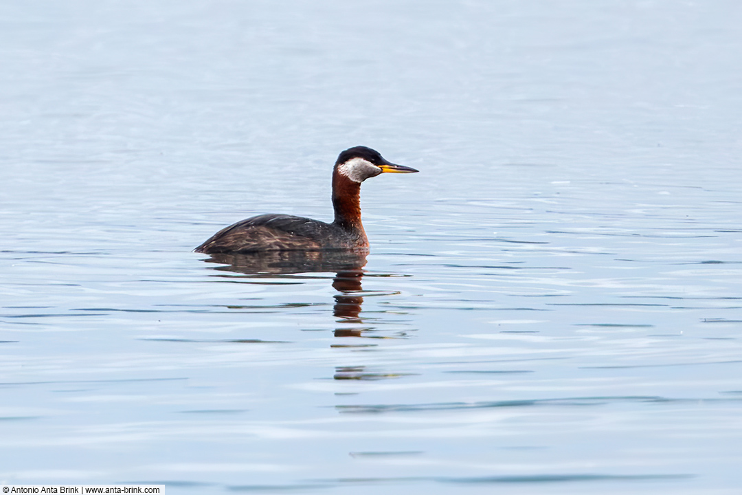 Red-necked grebe, Podiceps grisegena, Rothalstaucher