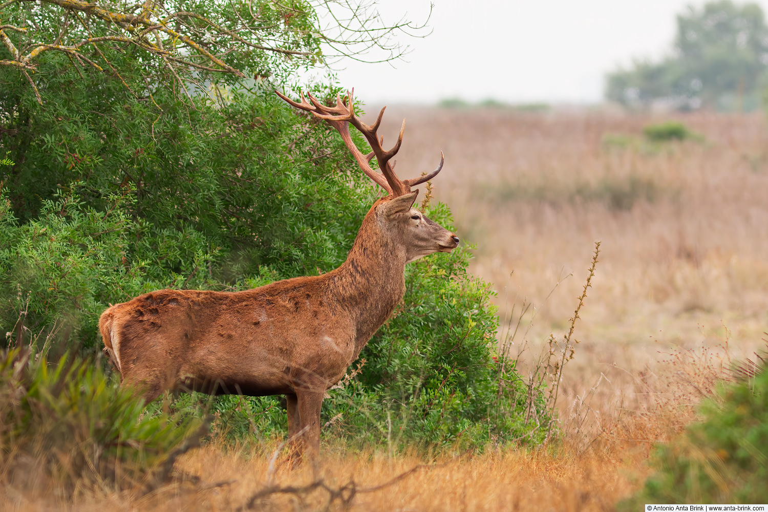 Red deer, Cervus elaphus, Rothirsch 