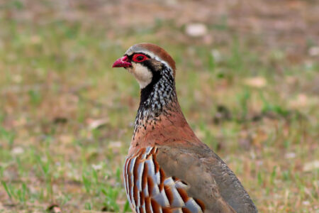 Red-legged partridge