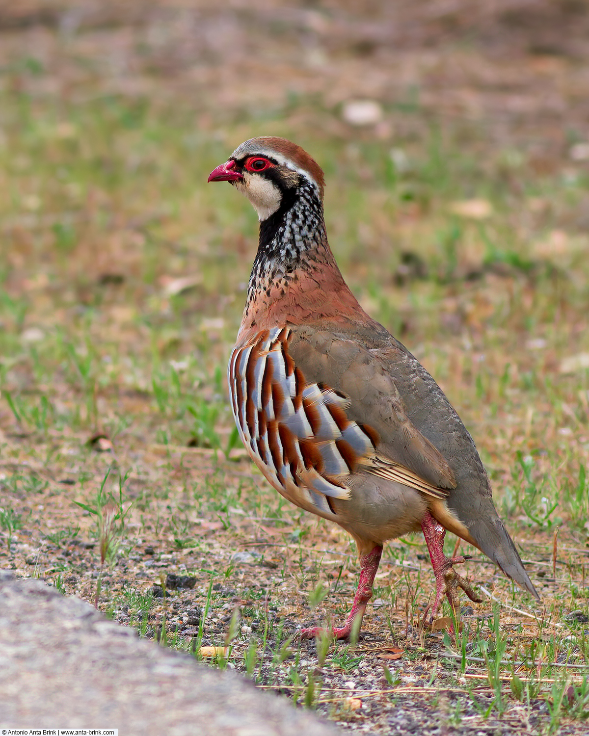 Red-legged partridge, Alectoris rufa, Rothuhn