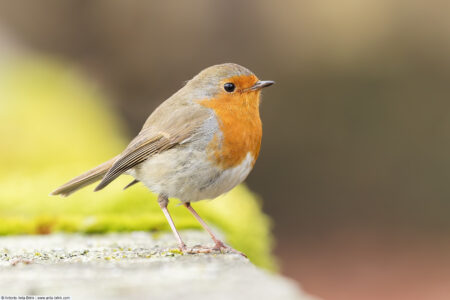 European robin