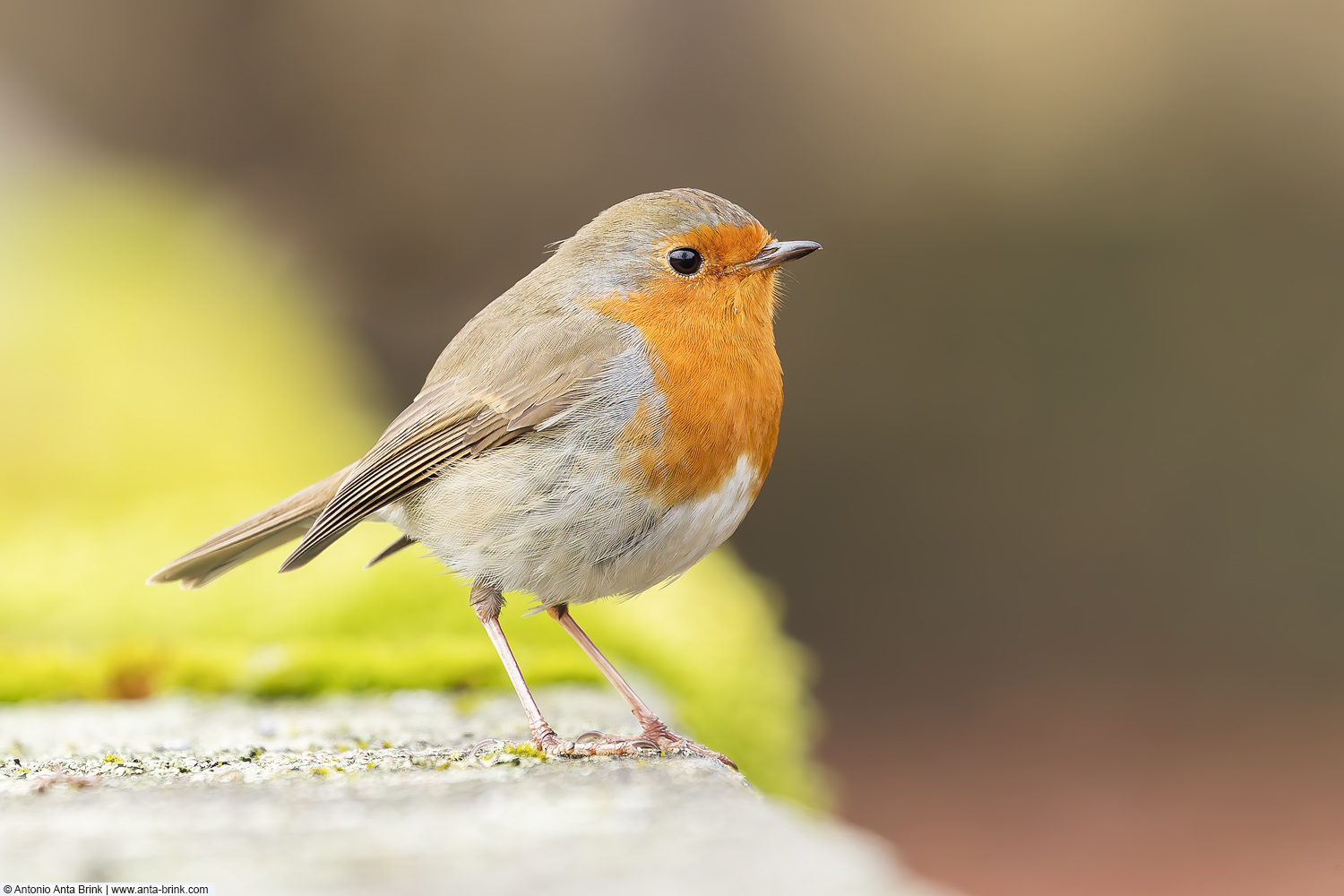 European robin, Erithacus rubecula, Rotkehlchen 