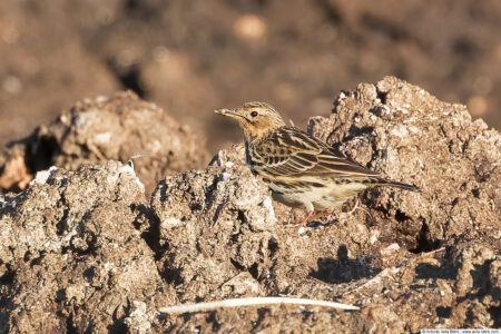 Red-throated pipit