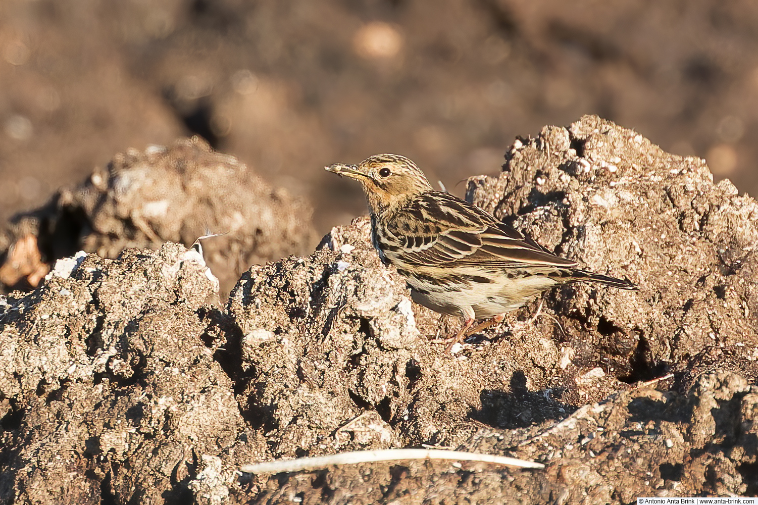 Red-throated pipit, Anthus cervinus, Rotkehlpieper 