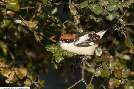 Woodchat shrike