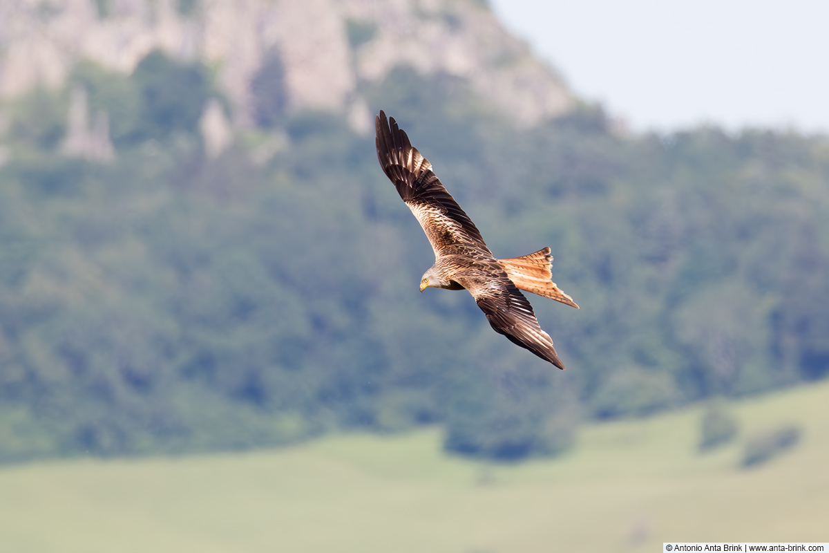 Red kite, Rotmilan, Milvus milvus