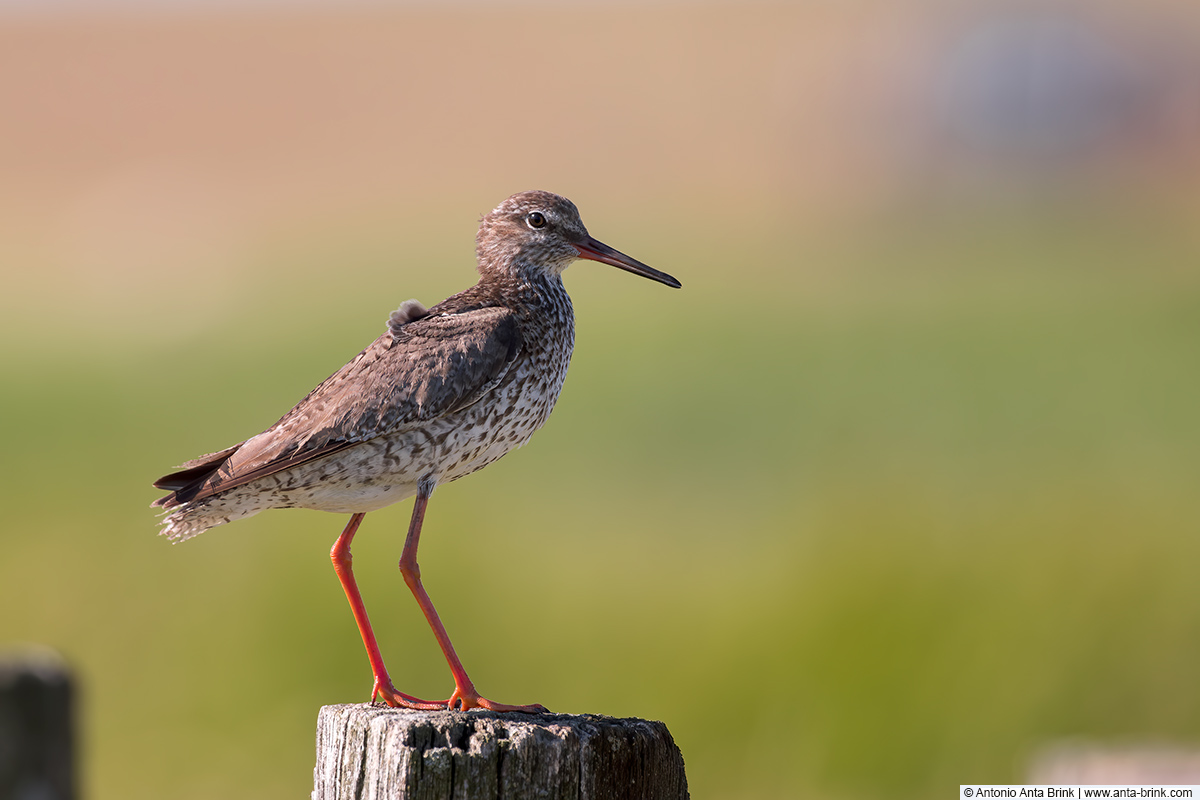 Common redshank, Tringa totanus, Rotschenkel