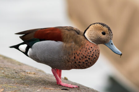 Ringed teal