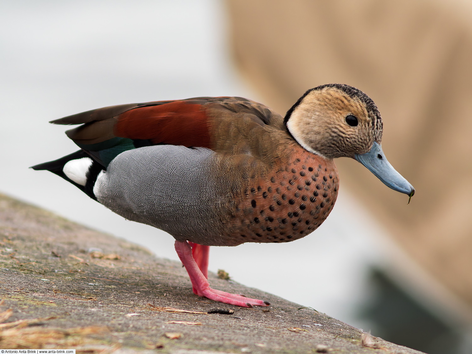 Ringed teal, Callonetta leucophrys, Rotschulterente