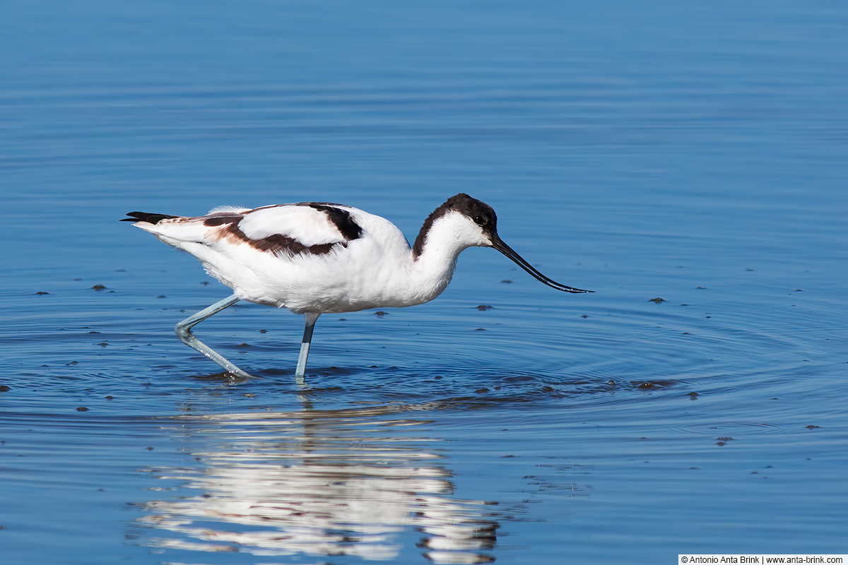 Pied avocet, Recurvirostra avosetta, Säbelschnäbler 