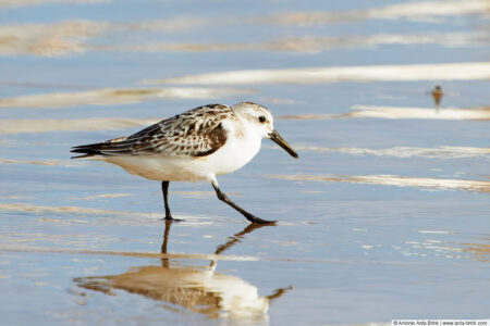 Sanderling