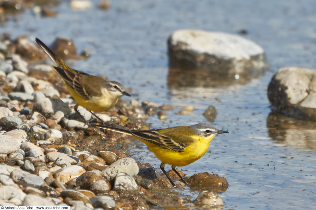 Western Yellow Wagtail, Motacilla flava, Schafstelze