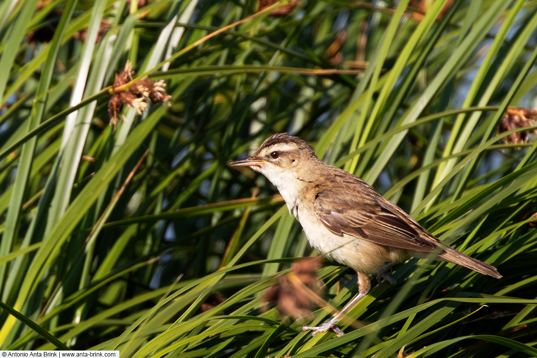 Sedge warbler, Acrocephalus schoenobaenus, Schilfrohrsänger