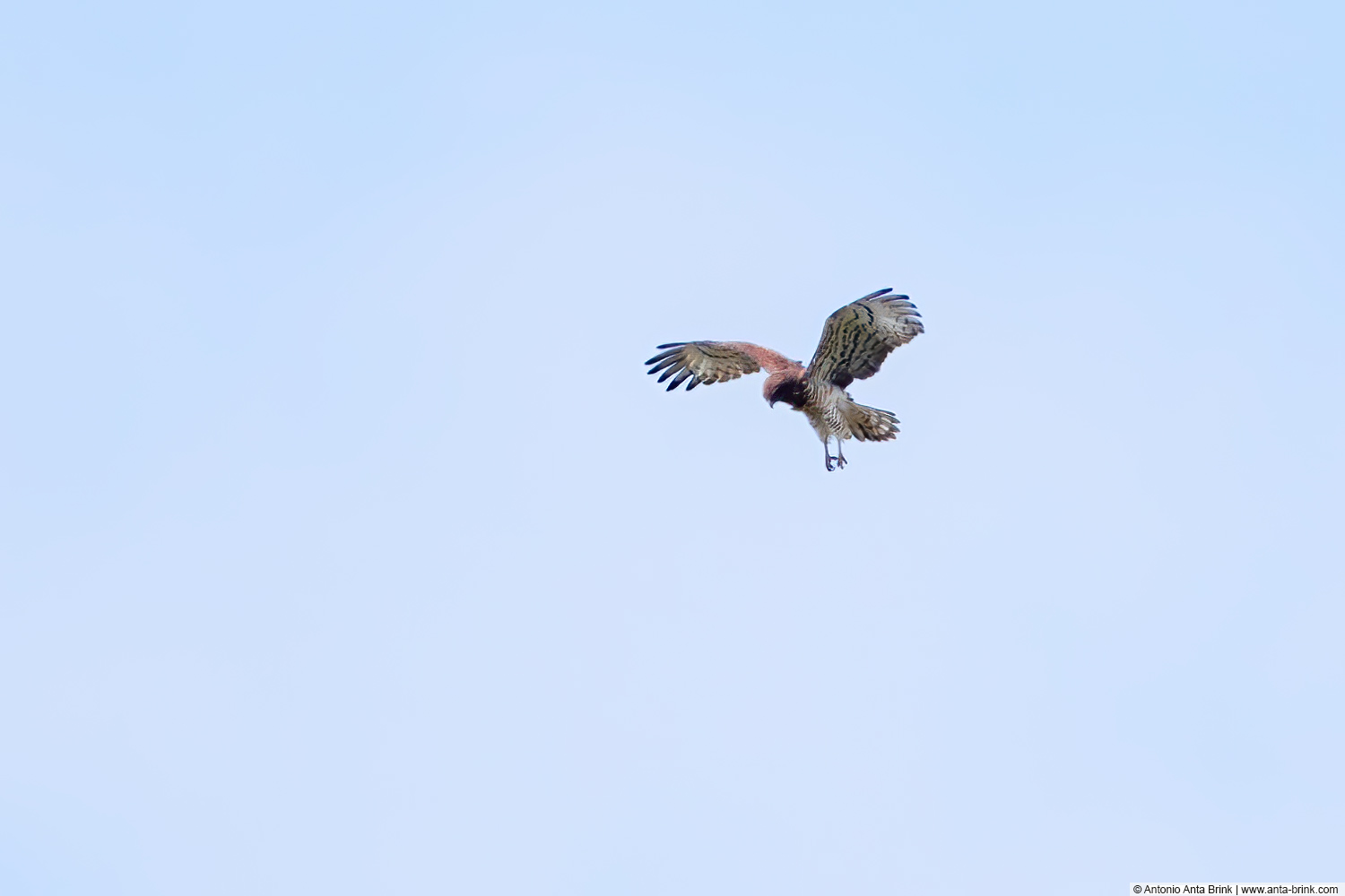 Short-toed snake eagle, Circaetus gallicus, Schlangenadler