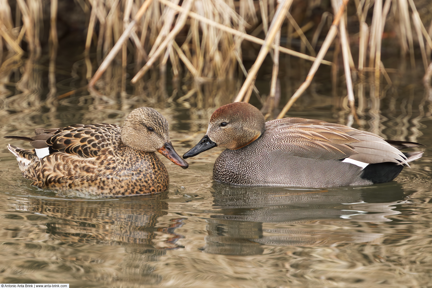 Gadwall, Mareca strepera, Schnatterente