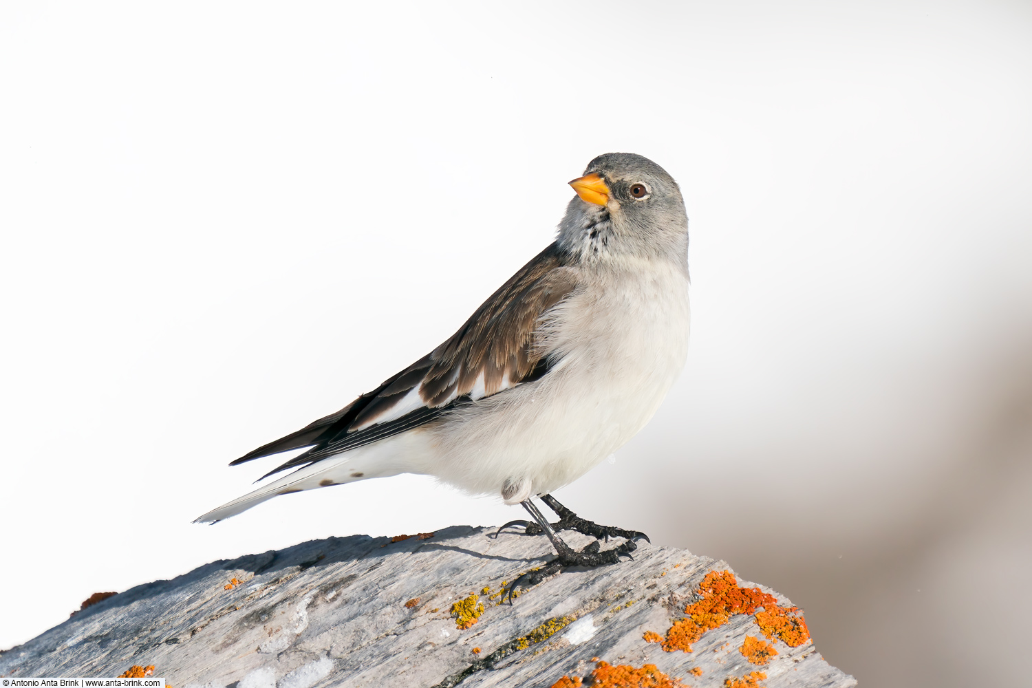 White-winged snowfinch, Montifringilla nivalis, Schneesperling