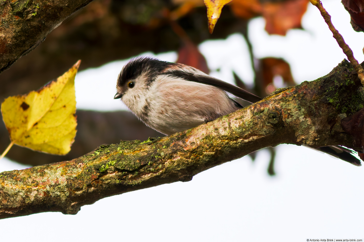 Long-tailed tit, Aegithalos caudatus, Schwanzmeise 