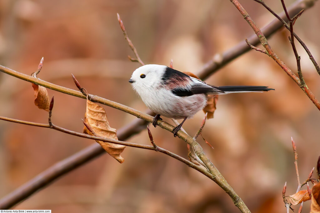 Long-tailed tit, Aegithalos caudatus, Schwanzmeise