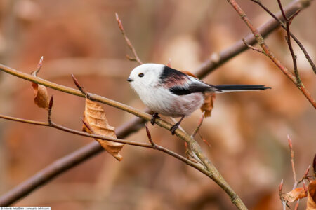 Long-tailed tit