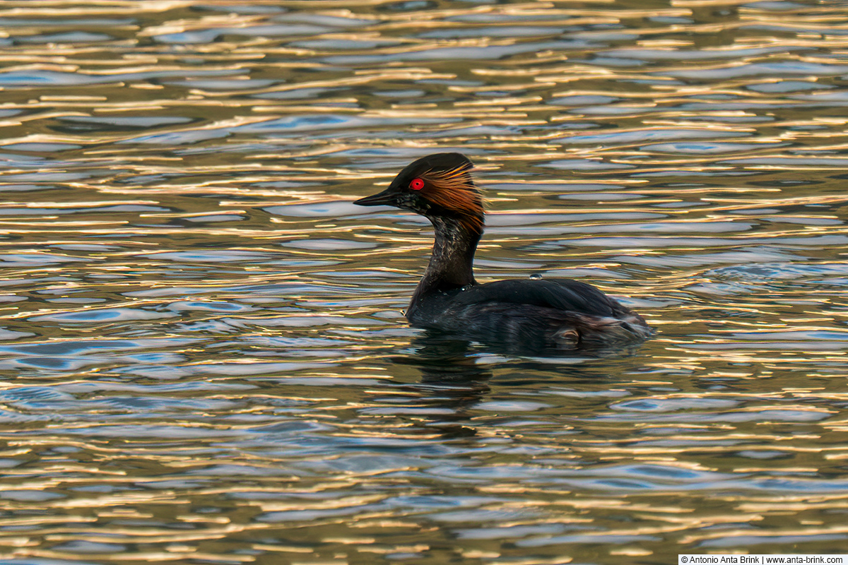 Black-necked grebe, Podiceps nigricollis, Schwarzhalstaucher