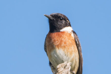 European stonechat