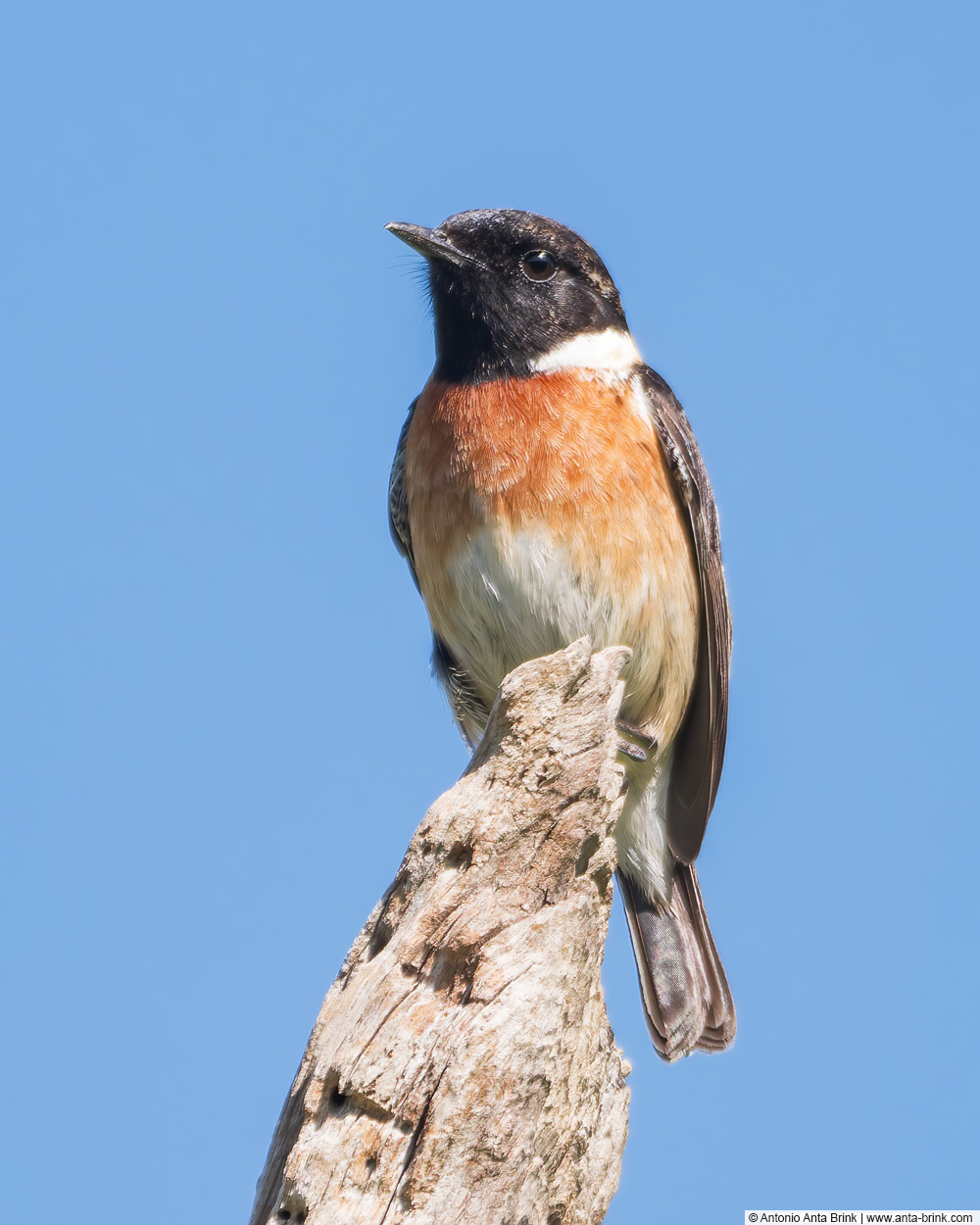 European stonechat, Saxicola rubicola, Schwarzkehlchen