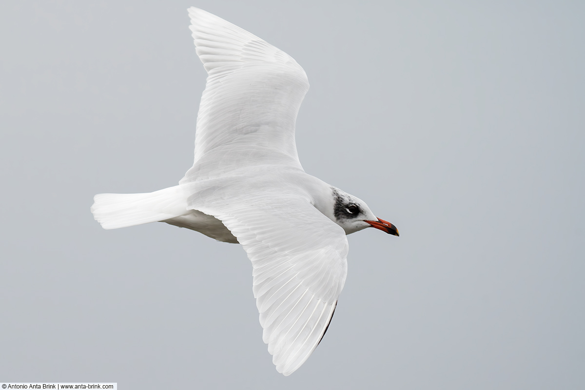 Mediterranean gull, Ichthyaetus melanocephalus, Schwarzkopfmöwe