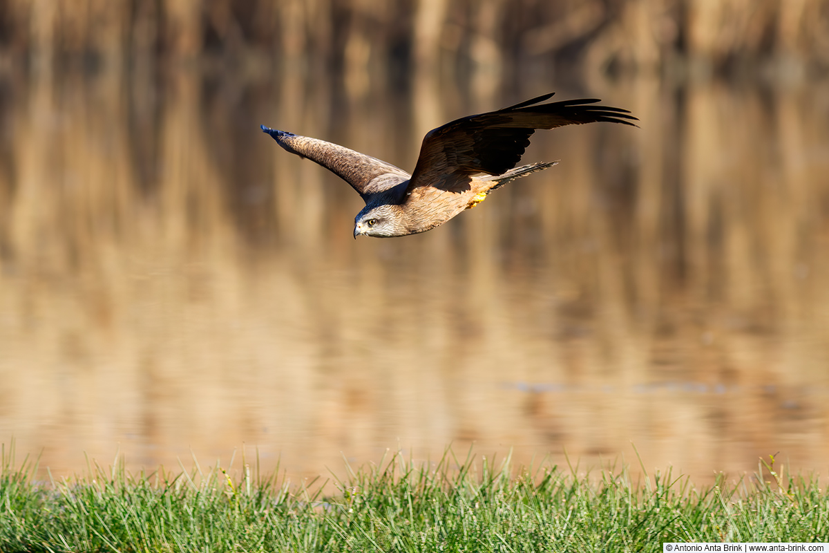 Black kite, Milvus migrans, Schwarzmilan