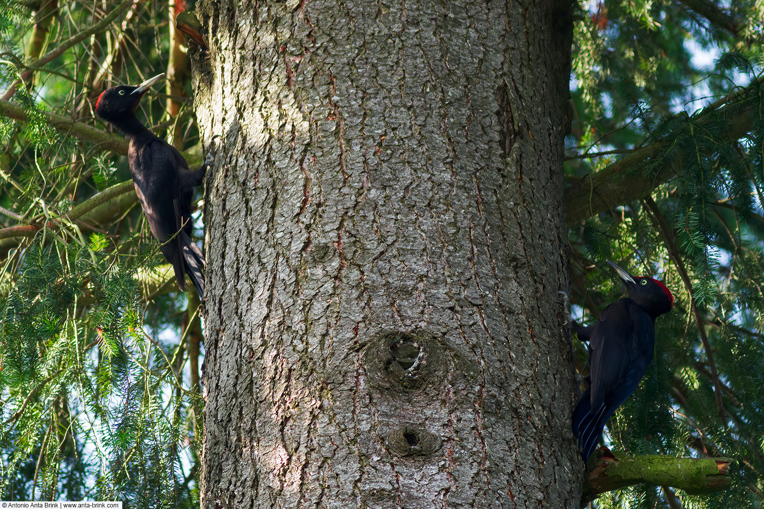 Black woodpecker, Dryocopus martius, Schwarzspecht