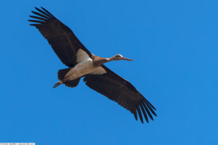 Black stork