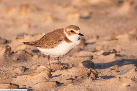 Kentish plover