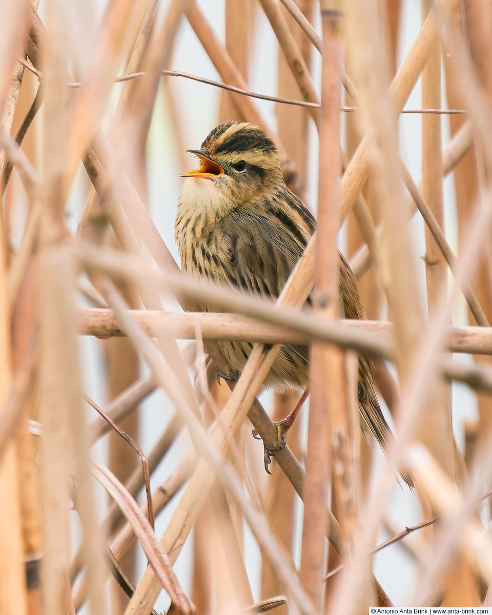 Aquatic warbler, Acrocephalus paludicola, Seggenrohrsänger