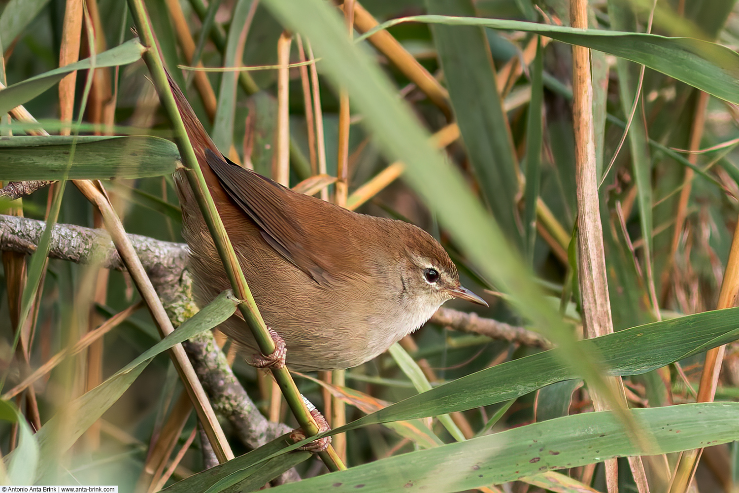 Cetti's warbler, Cettia cetti, Seidensänger