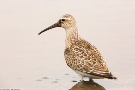 Curlew sandpiper