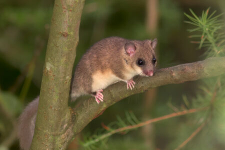 European edible dormouse