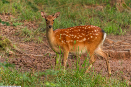 Sika deer