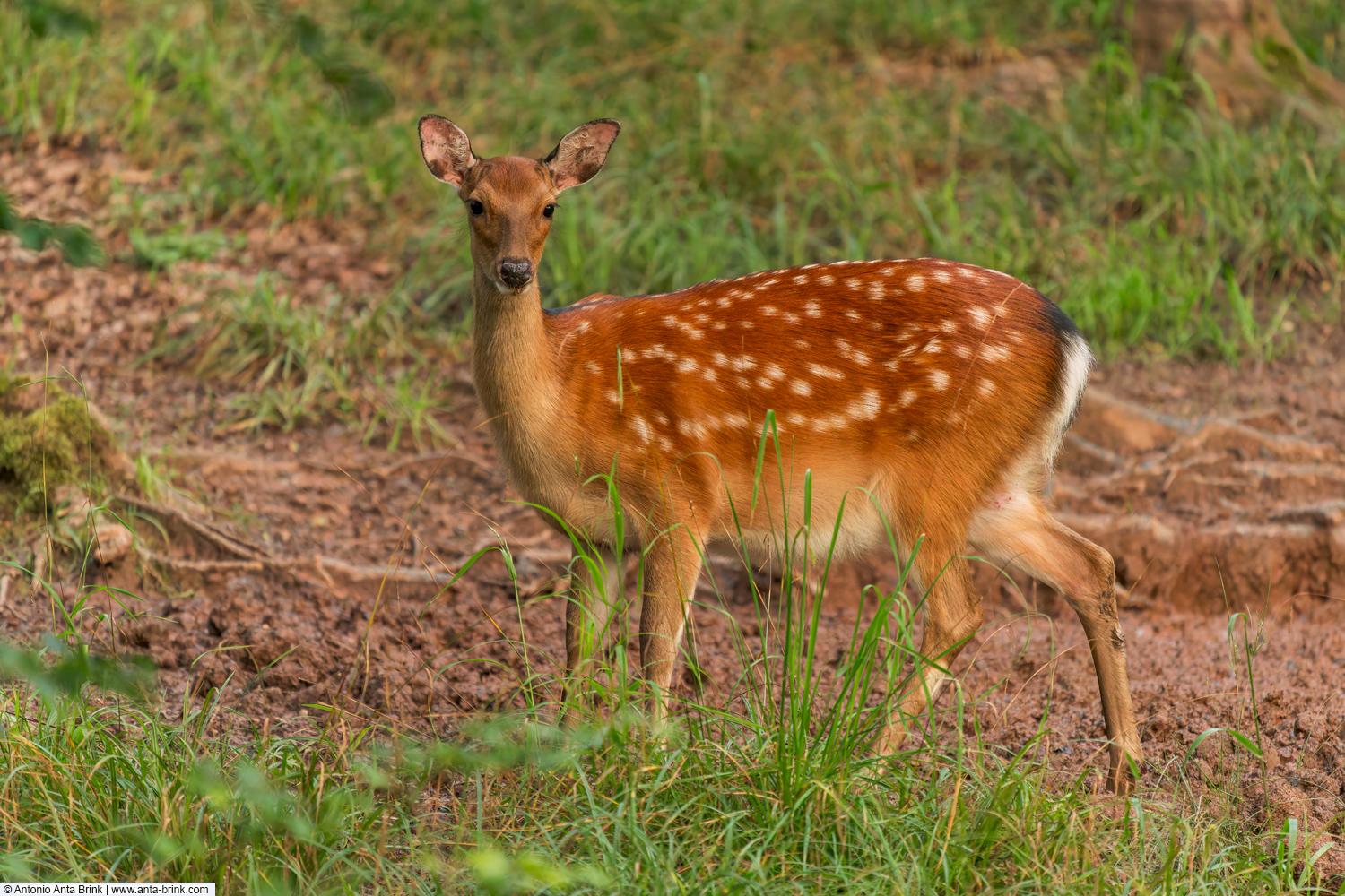 Sika deer. Cervus nippon, Sikahirsch