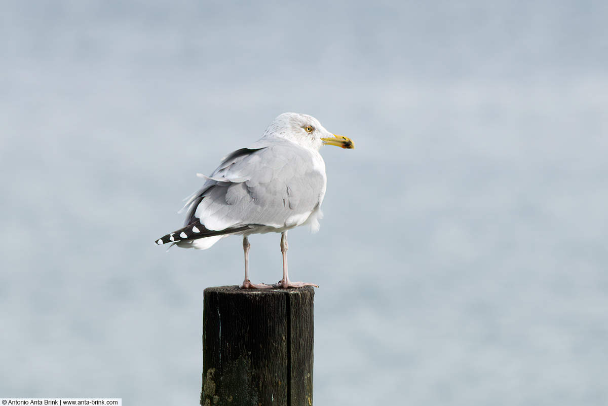 European herring gull, Larus argentatus, Silbermöwe