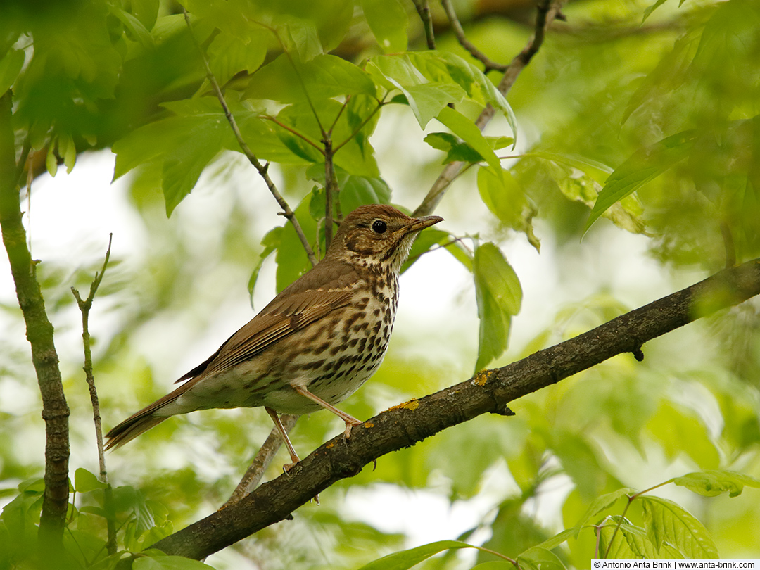 Song Thrush, Turdus philomelos, Singdrossel