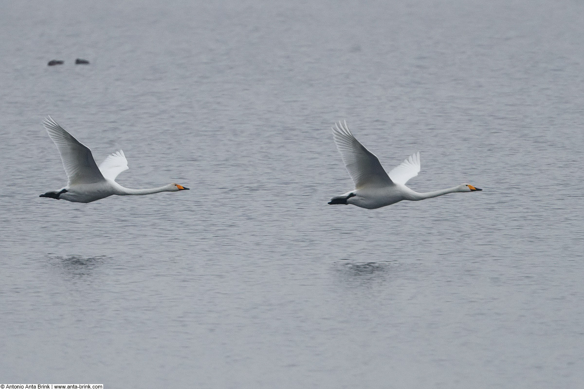 Whooper Swan, Cygnus cygnus, Singschwan