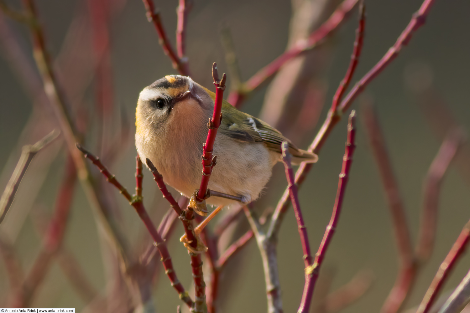 Common firecrest, Regulus ignicapilla, Sommergoldhähnchen