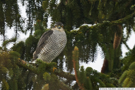 Eurasian sparrowhawk