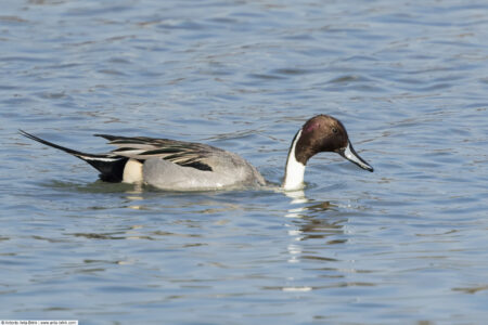 Northern pintail