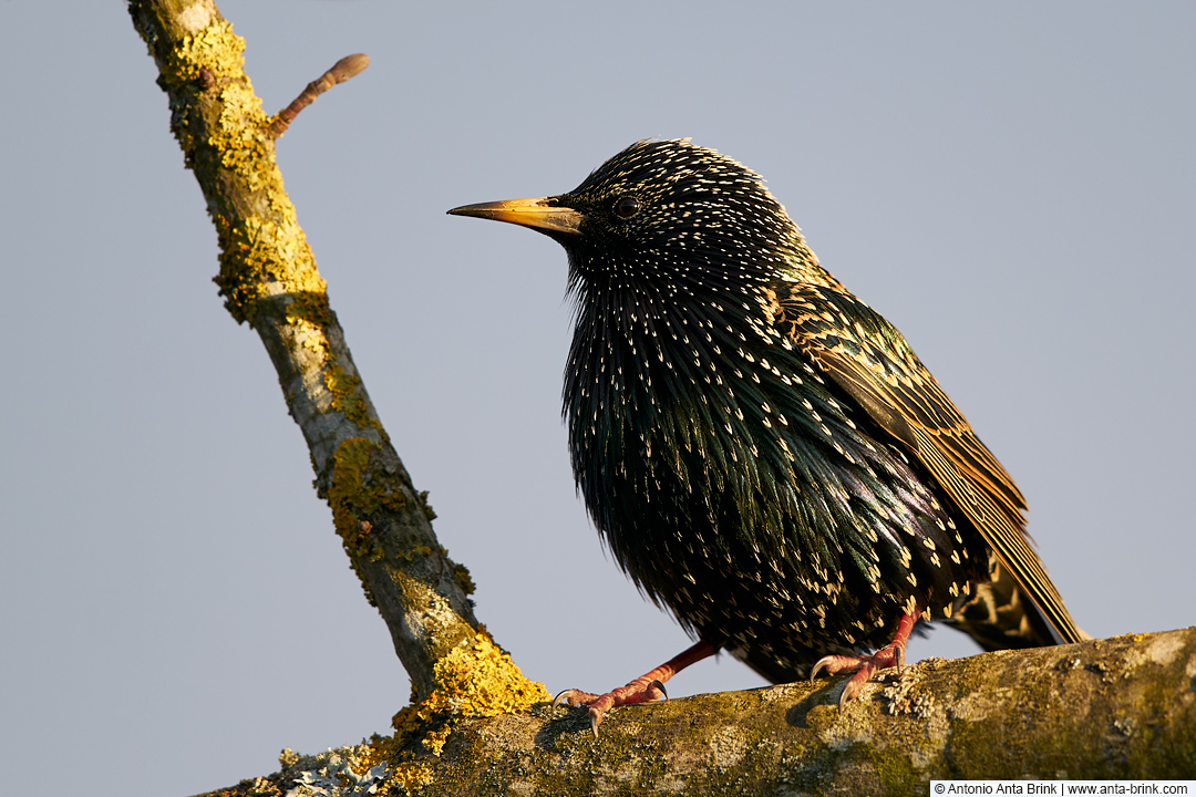 Common Starling, Sturnus vulgaris, Star